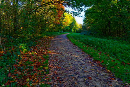 A woodland footpath strewn with fallen leaves curves between trees on an autumn morning