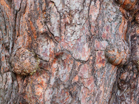 Close up of the colorful, irregular patterned and rough bark of a Spruce tree.