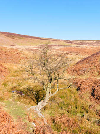 A lone bare tree stands by a small stream on Derwent Moor in the Hope Valley, Derbyshire.