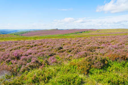 Purple heather and bracken cover Hathersage Moor on a summer day in Derbyshireの写真素材