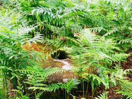 On a woodland floor, half hidden by undergrowth, lies an abandoned millstone covered in moss.
