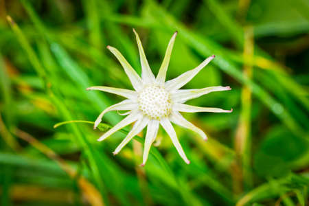 Close up of a dandelion disc with no petals and white leaves spread out like a star on a blurred...