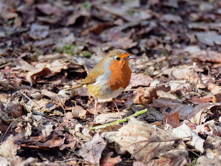 Close up of a Robin standing on fallen leaves in a woodland clearing, looking to the right.