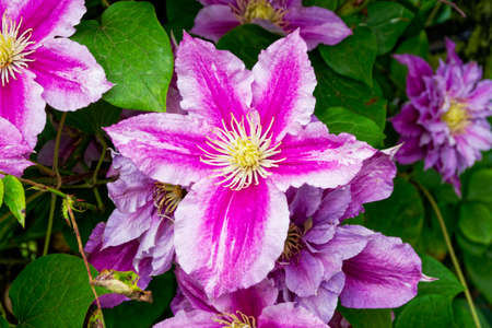 Vibrant pink and purple blooming clematis flower in bright sunlight against dark green foliage. Close up image.の写真素材