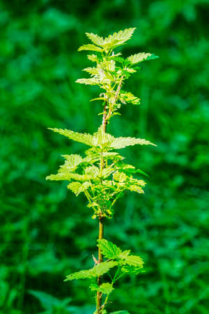 Close up of a tall Stinging Nettle in the bright sunlight with green foliage in the background.の写真素材