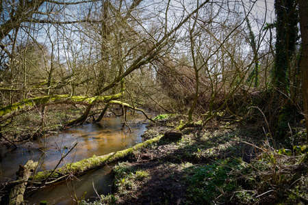 Tangled, fallen moss covered trees span the muddy banks of a shallow stream.の写真素材