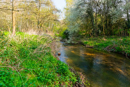 On the banks of the River Leen as it passes through woodland on a spring day.