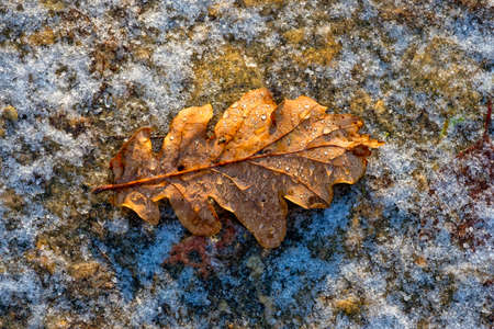 A golden oak leaf lays on icy ground, dew drops glisten in the morning sun.の写真素材