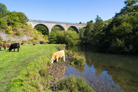 Cattle grazing on the banks of the River Wye in Monsal Dale with Monsal Headstone viaduct in the background.の写真素材