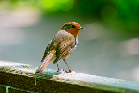 Close up of a Robin, standing on a fence in a woodland on a bright sunny spring day.の写真素材