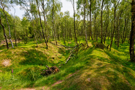 A forest of silver birch trees in Bole Hill quarry, a former Derbyshire gritstone quarry.の写真素材