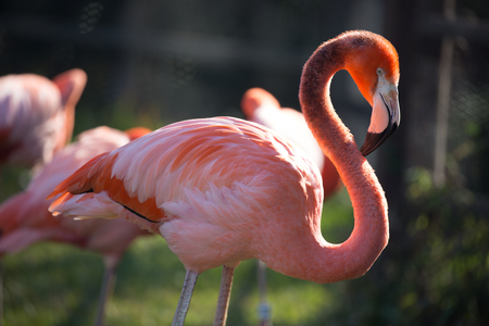 Pink Flamingo Preeningの写真素材