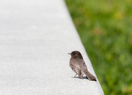 Bird on a Concrete Fence