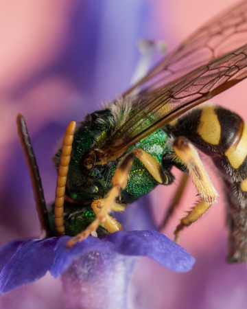 Green metallic sweat bee dives headfirst into purple flower for pollen