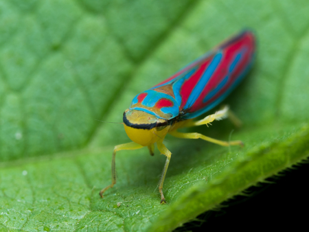 Bright red and blue  leaf hopper on green leafの写真素材