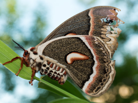 Profile view of orange, white and brown giant silk moth on green grassの写真素材