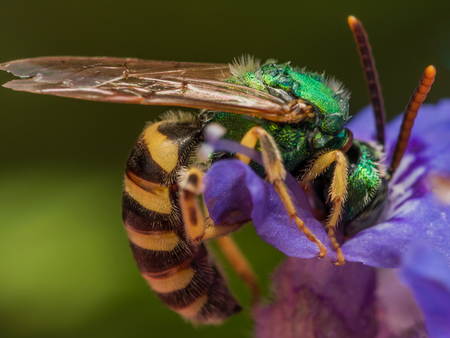 Green metallic sweat bee dives headfirst into purple flower for pollenの写真素材