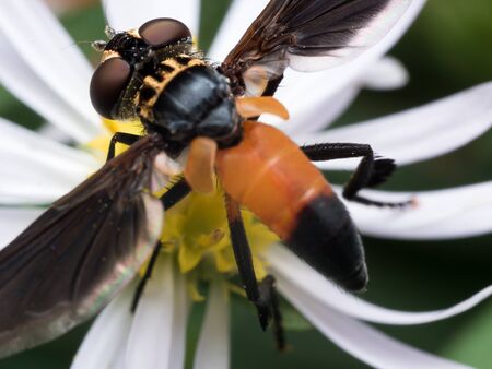 Strange hoverfly with orange abdomen on white aster from above