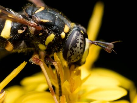 hoverfly with black spotted eyes extracts pollen from yellow flower
