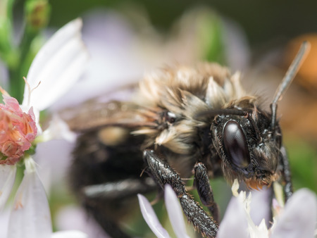 Soaking wet bumble bee extracts pollen from white flower