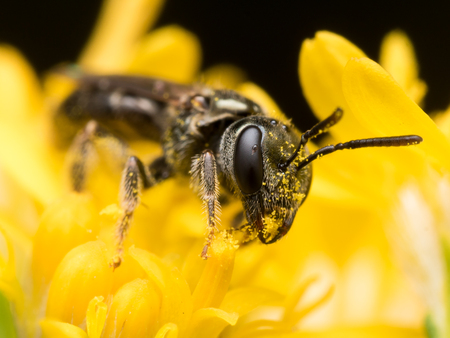Dark Sweat bee (Lasioglossum) extracts pollen from a yellow flowerの写真素材