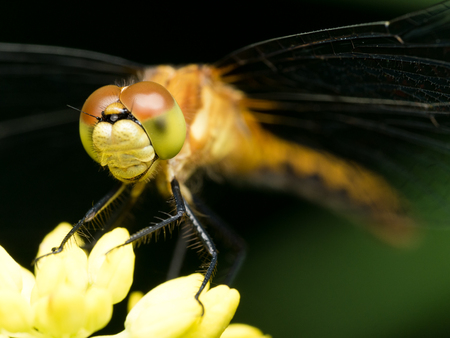 Dragonfly on yellow flower with dark green backgroundの写真素材