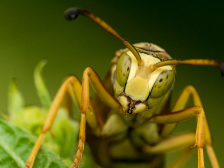 Yellow wasp looks straight on at camera.の写真素材
