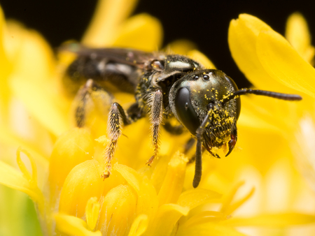 Dark Sweat bee Lasioglossum extracts pollen from a yellow flowerの写真素材