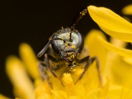 Dark Sweat bee Lasioglossum extracts pollen from a yellow flowerの写真素材