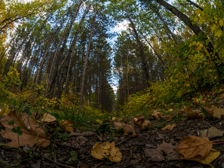 View from the bottom of a forest in the fall.  Shows leaves and trees aboveの写真素材