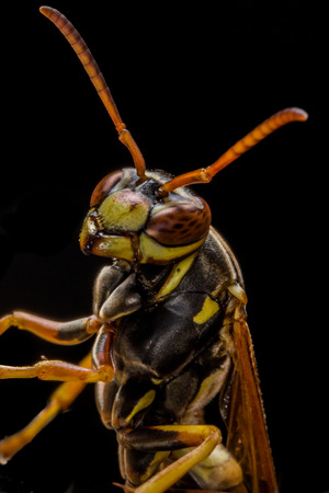 Paper wasp guards nest with rust in backgroundの写真素材