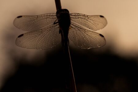 Dragonfly hangs on to branch and sunset, is silhouetted against skyの写真素材