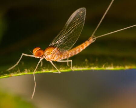 Mayfly with orange eyes and clear wings on green leafの写真素材