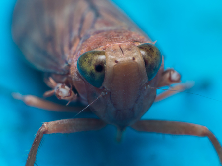 Brown leaf hopper with green eyes on bright blue surface