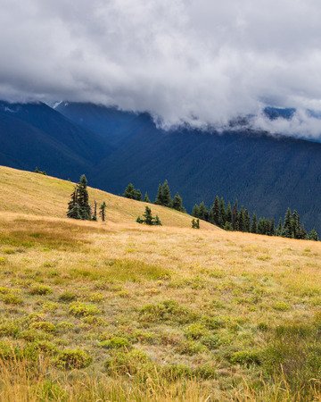 Landcape photo shows grassy hills of hurricane ridge with foggy mountain peaks behindの写真素材