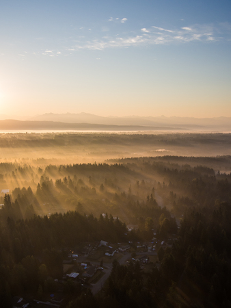 Beams of sunlight glow through trees of forestの写真素材