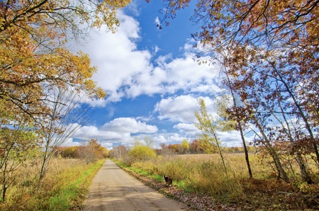 a border collie stops and looks back, along a rural road, in autumn, minnesota.の写真素材