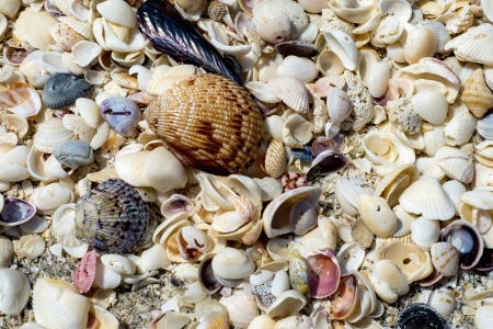 a treasure of seashells, on a beach, sanibel island, florida 
