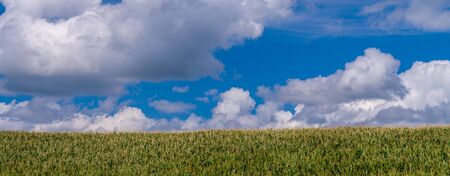mid summer corn grows head high, as puffy cumulus clouds roll on by, central minnesota.の写真素材