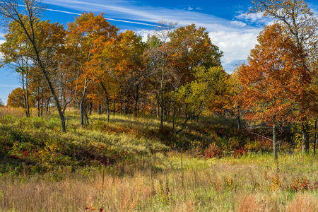 an autumn hardwood forest, on a grassy hillside, in bunker park, minnesotaの写真素材