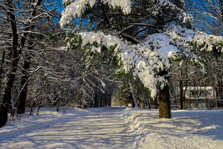 snowflocked rural road, minnesotaの写真素材