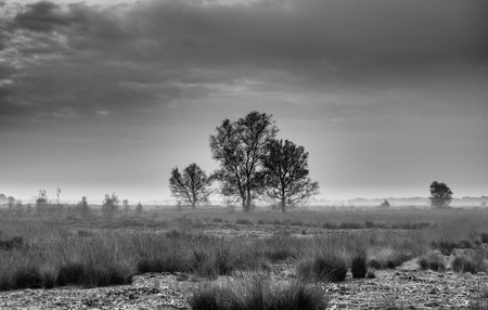 On the heather 'Balloerveld' in the Netherlands these trees stand tall against the sky. Black and white photgraph of Dutch nature.の写真素材