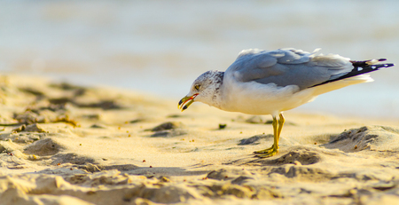 A ring-billed (Larus delawarensis) seagull looks for food on the beach at Grand Haven, Michiganの写真素材