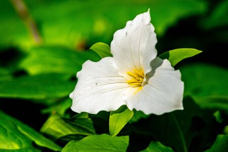 A white trillium (Trillium grandiflorum) flower against dark green leaves at Potato Creek State Park in North Liberty, Indianaの写真素材