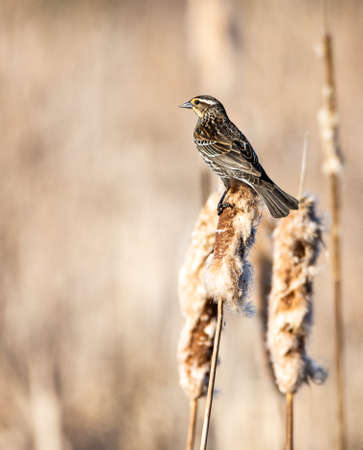 A female red-winged blackbird (Agelaius phoeniceus) perches on a cattail in a wetland near Culver, Indianaの写真素材