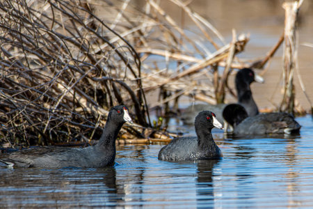 American coots (Fulica americana), swimming in a wetland near Culver, Indianaの写真素材
