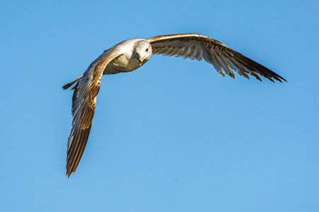 A ring-billed gull, Larus delawarensis, flies over Lake Michigan looking for fishの写真素材