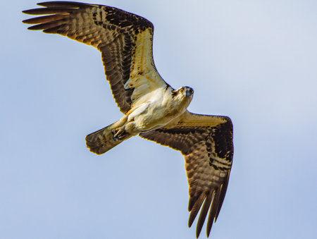 An osprey, Pandion haliaetus, flies over a wetland looking for fish near Culver, Indianaの写真素材