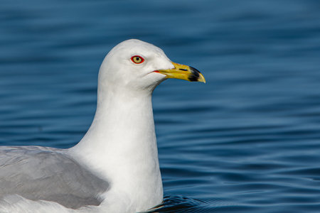 Profile portrait of ring-billed gull, Larus delawarensis, in Lake Michigan at Grand Haven, Michiganの写真素材