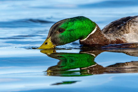 A drake mallard duck, Anas platyrhynchos, feeds in the waters of Lake Michigan at Grand Havenの写真素材